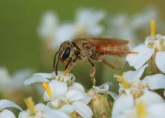 Lasioglossum vierecki 295463143 by Jake McCumber. Used under a CC BY-SA 4.0 license.