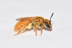 Lasioglossum vierecki 84394187 by Owen Strickland. Used under a CC BY 4.0 license.