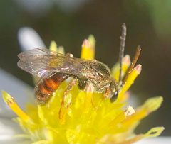 Lasioglossum zephyrus 164067925 by James Kindt. Used under a CC BY 4.0 license.