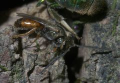 Lasioglossum zephyrus P1250545a by 
xpda. Used under a CC BY-SA 4.0 license.