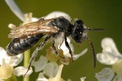 Lasioglossum zonulum by James K. Lindsey. Used under a CC BY-SA 3.0 license.
