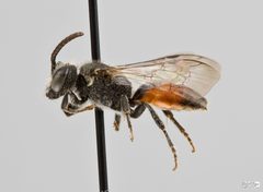 Sphecodes davisii Male by The Packer Lab. Used under a Attribution license.