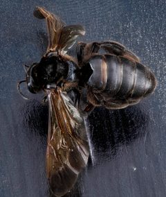 Dieunomia heteropoda female by USGS Native Bee Inventory and Monitoring Laboratory. Used under a Public domain license.