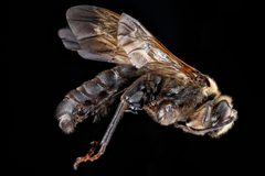 Dieunomia heteropoda male by USGS Native Bee Inventory and Monitoring Laboratory. Used under a Public domain license.