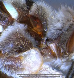 4-Sancassania boharti on Nomia melanderi male BMOC 96-0916-058 by Photo or drawing by Pavel Klimov, Bee Mite ID (idtools.org/id/mites/beemites) unless otherwise stated in description on Bee mites website.. Used under a Public domain license.