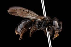 Dufourea maura f by USGS Native Bee Inventory and Monitoring Laboratory. Used under a Public domain license.