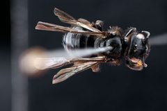 Dufourea maura f1 by USGS Native Bee Inventory and Monitoring Laboratory. Used under a Public domain license.