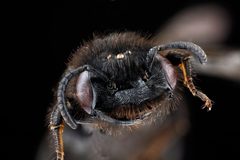 Dufourea maura face by USGS Native Bee Inventory and Monitoring Laboratory. Used under a Public domain license.