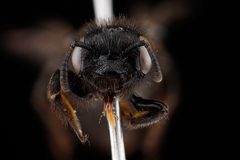 Dufourea maura fem face by USGS Native Bee Inventory and Monitoring Laboratory. Used under a Public domain license.