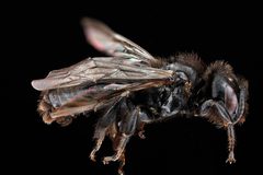 Dufourea maura m by USGS Native Bee Inventory and Monitoring Laboratory. Used under a Public domain license.