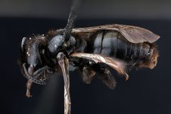 Dufourea maura m1 by USGS Native Bee Inventory and Monitoring Laboratory. Used under a Public domain license.