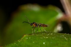 Aphidius Ervi - Aphid parasitoid by Nikk from Peterborough, UK. Used under a CC BY 2.0 license.