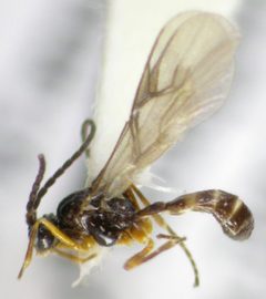 Aphidius ervi by Matt Bowser, U.S. Fish and Wildlife Service. Used under a Public domain license.