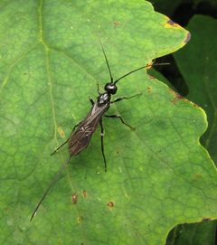 Atanycolus longicauda female by Beatriz Moisset. Used under a CC BY-SA 4.0 license.