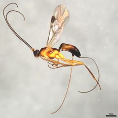 Charmon extensor by CBG Photography Group, Centre for Biodiversity Genomics. Used under a CC0 license.