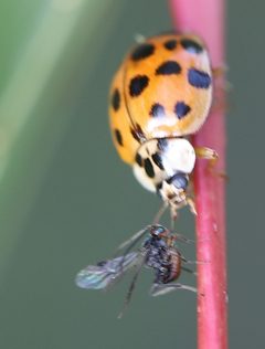 2022 10 07 Dinocampus coccinellae 1a by Ralf Huber. Used under a CC BY-SA 4.0 license.
