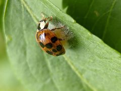 Dinocampus coccinellae 128383505 by bemma. Used under a CC BY 4.0 license.