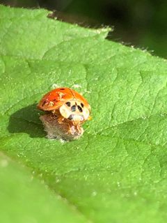 Dinocampus coccinellae 39708162 by mister_bumble. Used under a CC0 license.