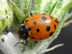 Dinocampus coccinellae 8104414 by Eddie Dunbar. Used under a CC BY-SA 4.0 license.