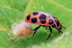 Dinocampus coccinellae cocon by Rsbernard. Used under a CC BY-SA 4.0 license.