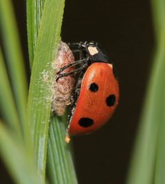 Dinocampus coccinellae pupa with Coccinella septempunctata - Flickr - S. rae by S. Rae from Scotland, UK. Used under a CC BY 2.0 license.