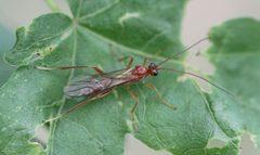 2019 05 06 Zele albiditarsus 1a by Slimguy. Used under a CC BY 4.0 license.