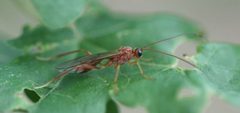 2019 05 06 Zele albiditarsus 1b by Slimguy. Used under a CC BY 4.0 license.