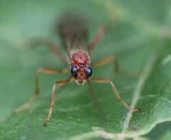 2019 05 06 Zele albiditarsus 1c by Slimguy. Used under a CC BY 4.0 license.