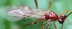 2019 05 10 Zele albiditarsus Hinterfluegel by Slimguy. Used under a CC BY 4.0 license.