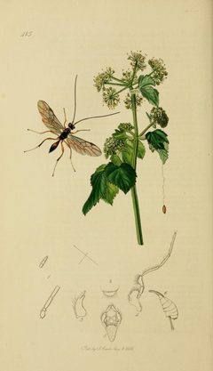 Britishentomologyvolume3Plate415 by John Curtis
. Used under a Public domain license.