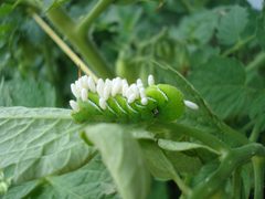 Caterpillar with eggs1 by 8thstar (talk) (Uploads). Used under a CC BY-SA 3.0 license.