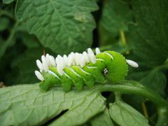 Caterpillar with eggs2 by 8thstar (talk) (Uploads). Used under a CC BY-SA 3.0 license.