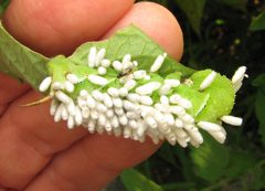 Cotesia congregata on Manduca sexta by Beatriz Moisset. Used under a CC BY-SA 4.0 license.