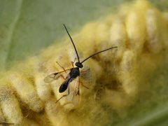 Cotesia glomerata 01 by Entomart. Used under a Attribution license.