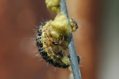 Hyperparasitization by Lysibia nana by Lies Van Rompaey. Used under a CC BY 4.0 license.