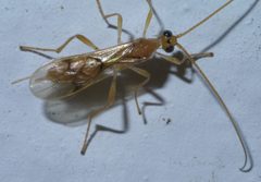 Triraphis harrisinae P1460327a by 
xpda. Used under a CC BY-SA 4.0 license.