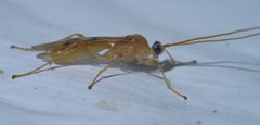 Triraphis harrisinae P1500326a by 
xpda. Used under a CC BY-SA 4.0 license.