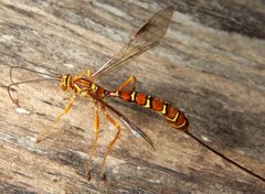 Megarhyssa greenei female by Bruce Marlin. Used under a CC BY-SA 2.5 license.