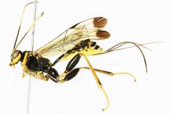 Spilopteron franclemonti 01 by CBG Photography Group, Centre for Biodiversity Genomics. Used under a CC0 license.