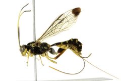 Spilopteron franclemonti 02 by CBG Photography Group, Centre for Biodiversity Genomics. Used under a CC0 license.