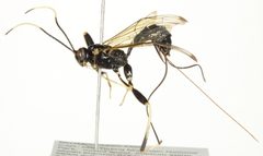 Spilopteron franclemonti 03 by CBG Photography Group, Centre for Biodiversity Genomics. Used under a CC0 license.