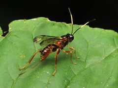 Parasitic Wasp - Flickr - treegrow by Katja Schulz from Washington, D. C., USA. Used under a CC BY 2.0 license.