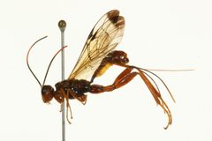 Spilopteron vicinum 01 by CBG Photography Group, Centre for Biodiversity Genomics. Used under a CC0 license.