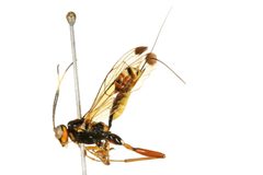 Spilopteron vicinum 02 by CBG Photography Group, Centre for Biodiversity Genomics. Used under a CC0 license.