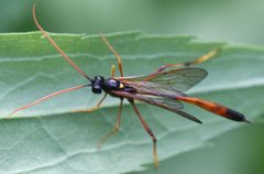 2017 06 13 Therion circumflexum by Slimguy. Used under a CC BY 4.0 license.