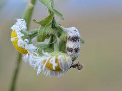 Ichneumonid pupa next to its victim by Dimitǎr Boevski. Used under a CC BY-SA 4.0 license.