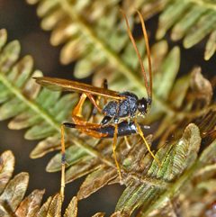 Ichneumonidae - Therion cf. circumflexum by Hectonichus. Used under a CC BY-SA 3.0 license.