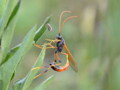 Therion circumflexum depositing an egg in Helicoverpa armigera 01 by Dimitǎr Boevski. Used under a CC BY-SA 4.0 license.