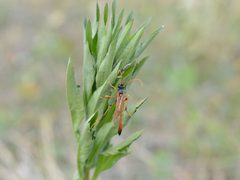 Therion circumflexum depositing an egg in Helicoverpa armigera 02 by Dimitǎr Boevski. Used under a CC BY-SA 4.0 license.