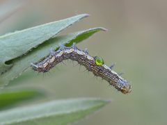 Therion circumflexum depositing an egg in Helicoverpa armigera 03 by Dimitǎr Boevski. Used under a CC BY-SA 4.0 license.